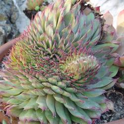 Sempervivum - Dachwurz - Hauswurz